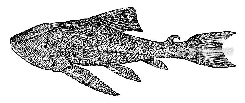 盔甲鲶鱼(Hypostomus Luteomaculatus) - 19世纪